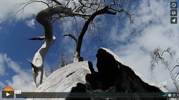 Have a Break: 7 min. Meditation in a Dead Forest
