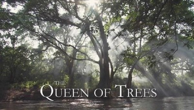 The Queen of Trees