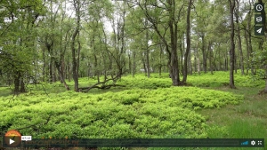 Forest Bathing in the Blueberry Wood (original sound with splashing of a nearby stream)