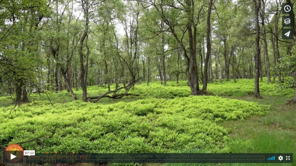 Forest Bathing in the Blueberry Wood (original sound with splashing of a nearby stream)