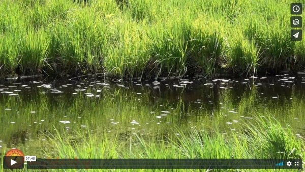 Have a Break: 7 min. Meditation at a Gentle Stream Passing By