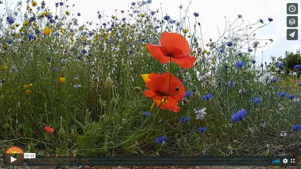 Meditating on a Wildflower Medow (with music intro)