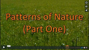Patterns of Nature